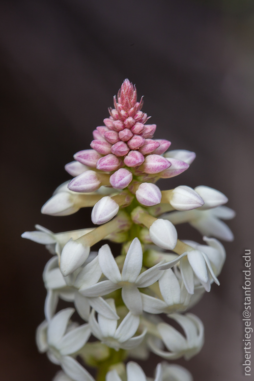 pyramidal flower